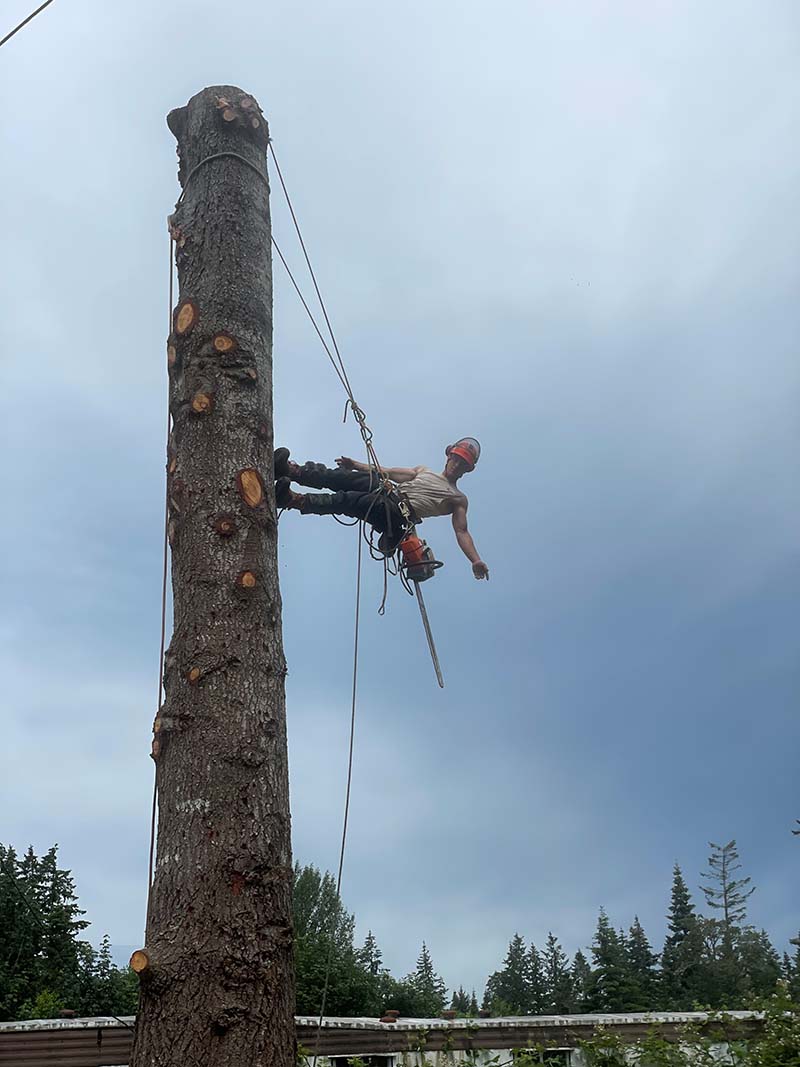 Danger Tree Removal Service Nanaimo Vancouver Island